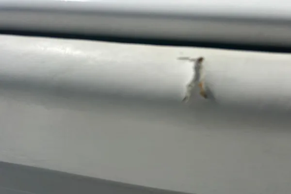 SeaHunter 39 Tournament image