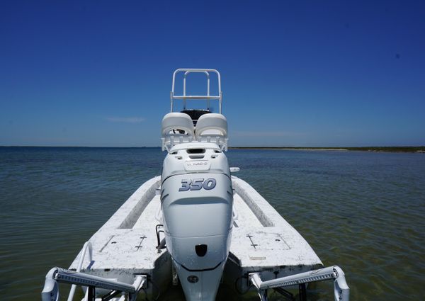 Haynie 23 super cat image