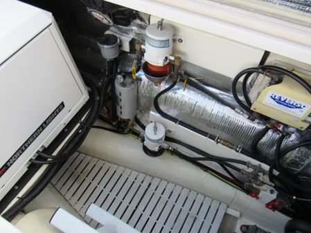 Maine Cat P-47 Power Cat image