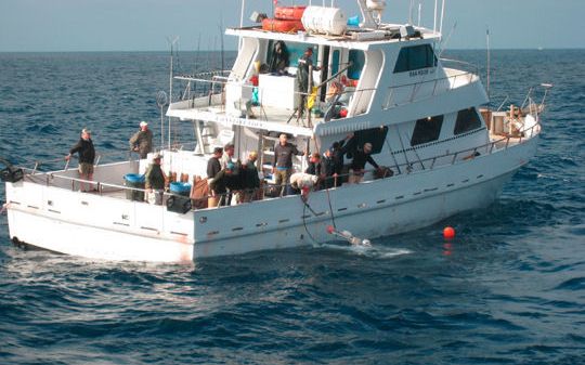Aqua Bay Marine Sport boat 