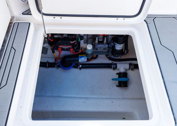 Invincible 37 Cat image